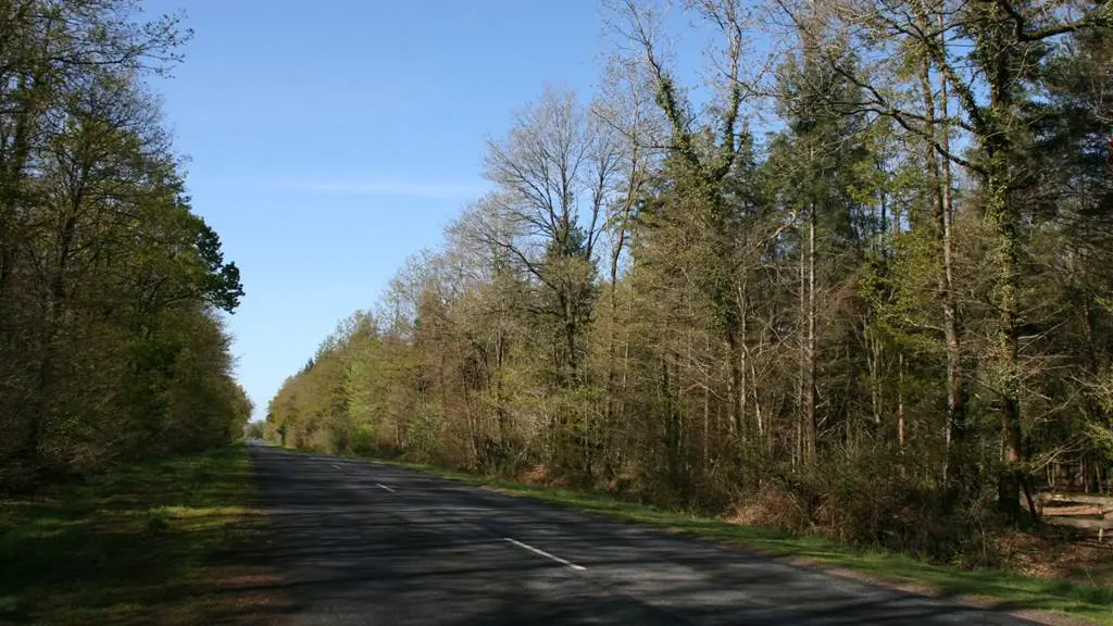 Forêt domaniale de Coeby - Trédion - Morbihan Bretagne sud