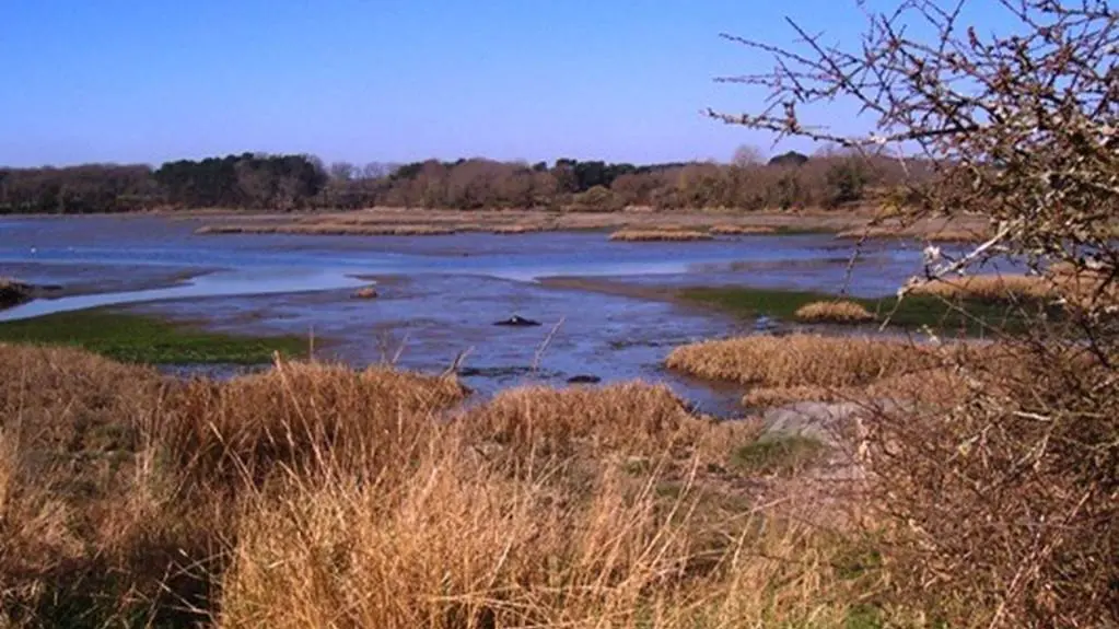 Rives du Vincin Vannes Morbihan Bretagne Sud