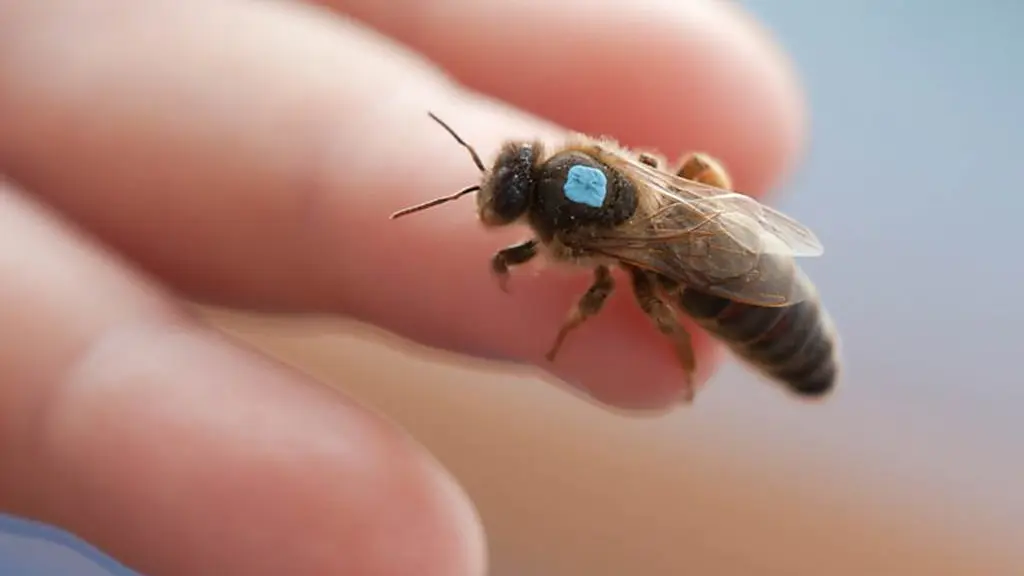 Le rucher de l'abeille noire