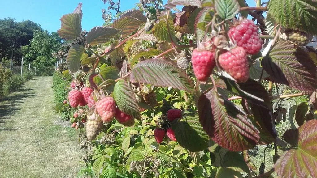 framboise-calavret-locoal-mendon-morbihan-bretagne-sud