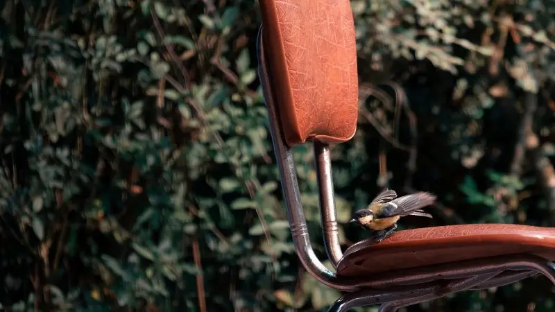 25_12_326_CampingBroceliande_Oiseau