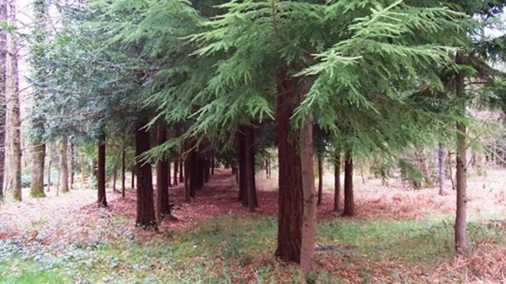 Bois de Pont Sal Plougoumelen Morbihan Bretagne Sud