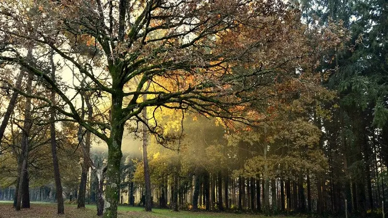 Camping de Brocéliande