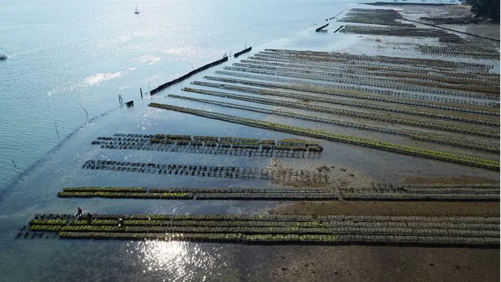 Les-Viviers-de-Banastère-Le-Tour-du-Parc-Presqu'île-de-Rhuys-Golfe-du-Morbihan-Bretagne sud