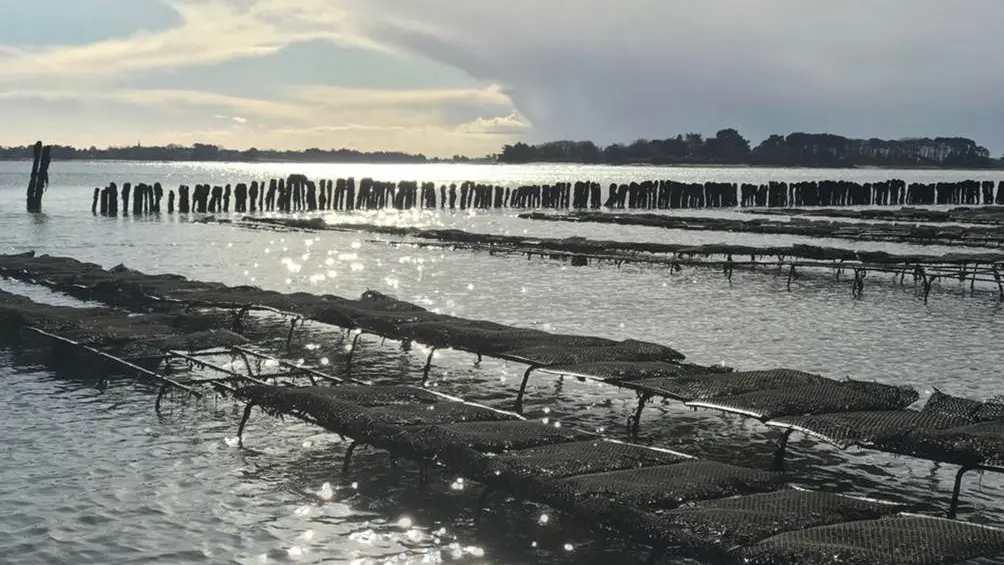 Les-Viviers-de-Banastère-Le-Tour-du-Parc-Presqu'île-de-Rhuys-Golfe-du-Morbihan-Bretagne sud