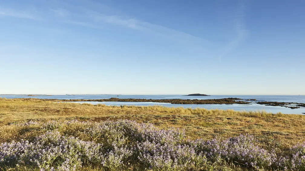 vegetation-dune-erdeven_1008x671