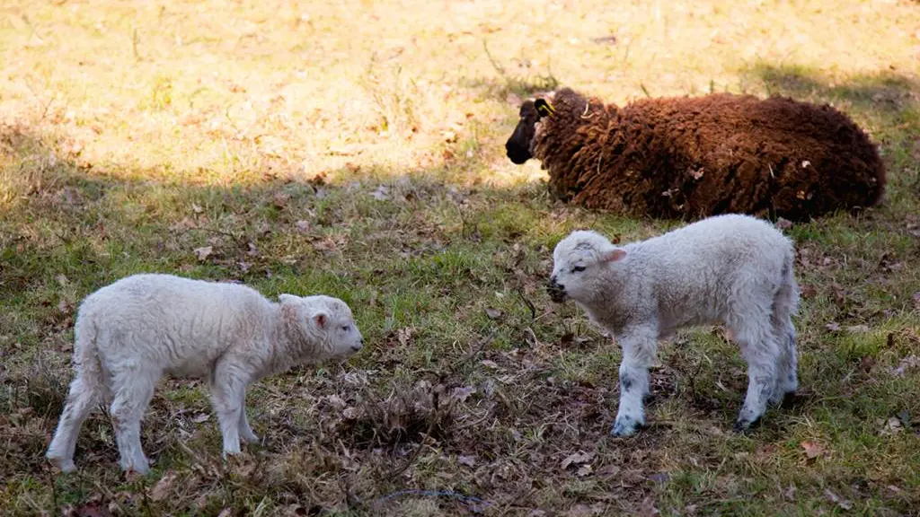 Vue-moutons-Petit-train-touristique-Carnac-Morbihan-Bretagne-Sud