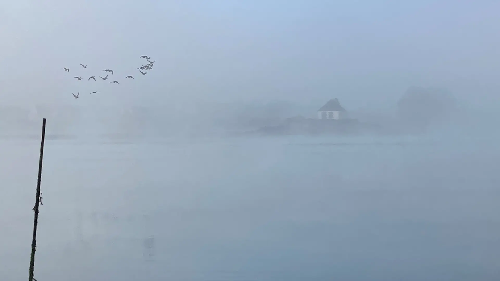 Belz- Larmor Ostrea - Vol de canards