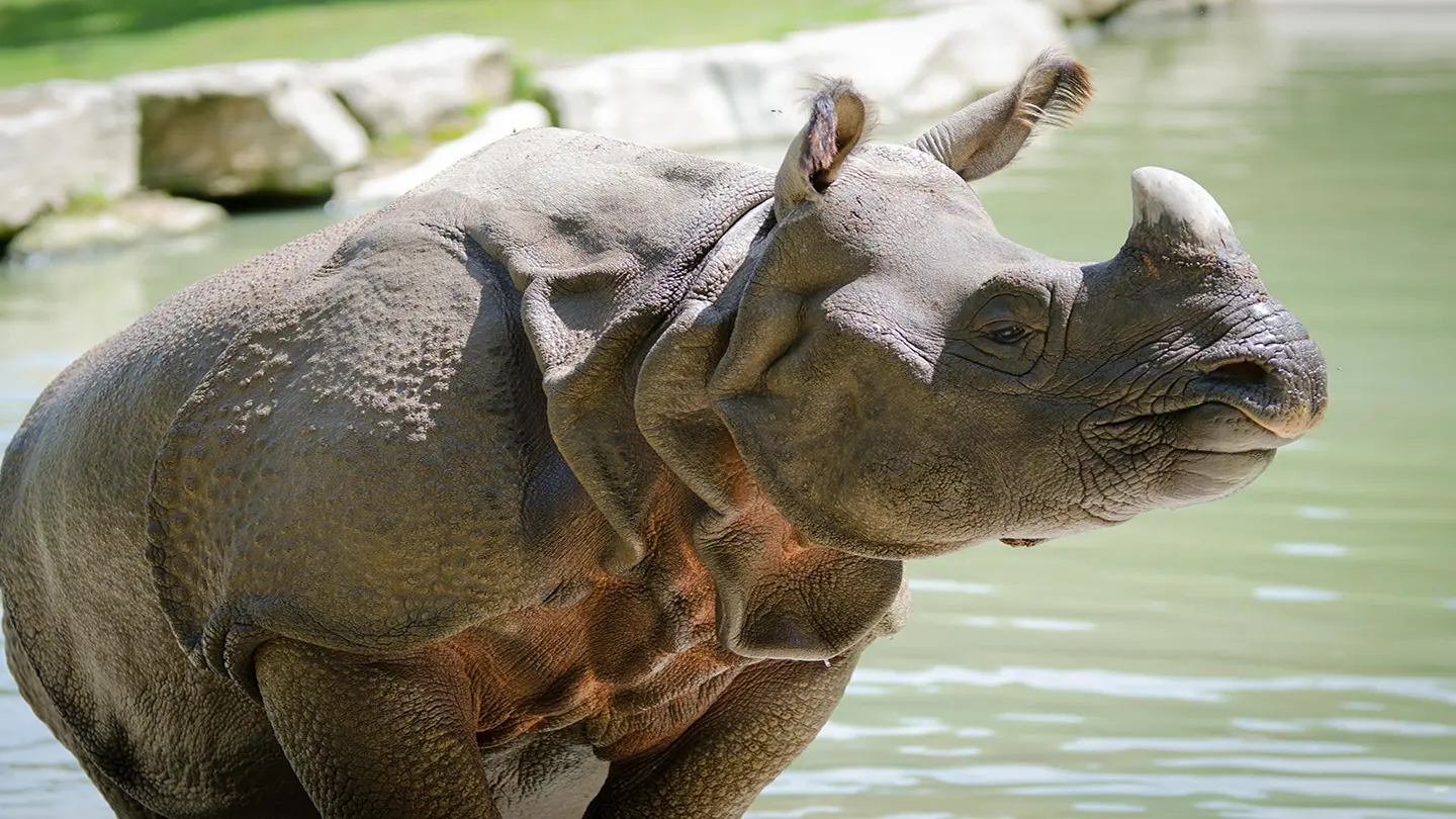 Branfere-Rhino--P-Cailleaud--1-