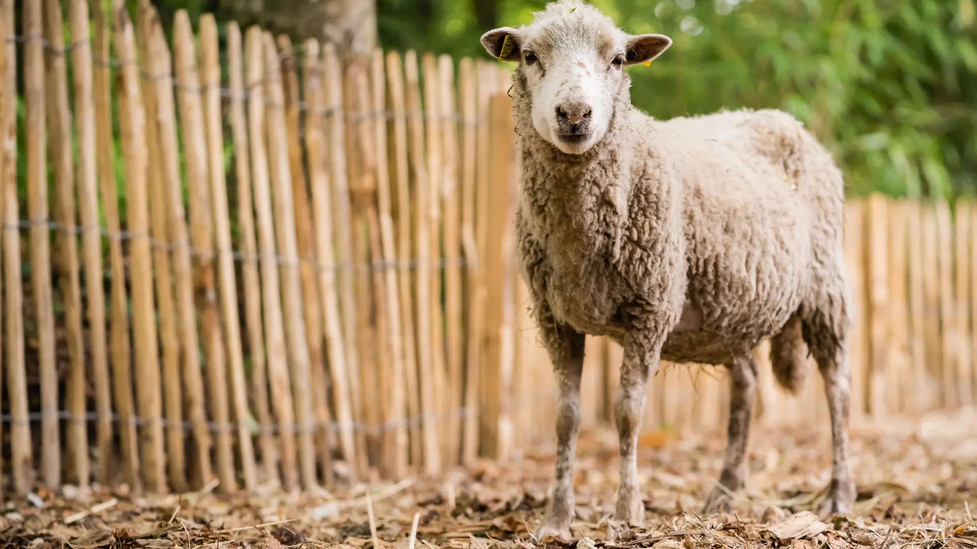 Brebis des Landes de Bretagne