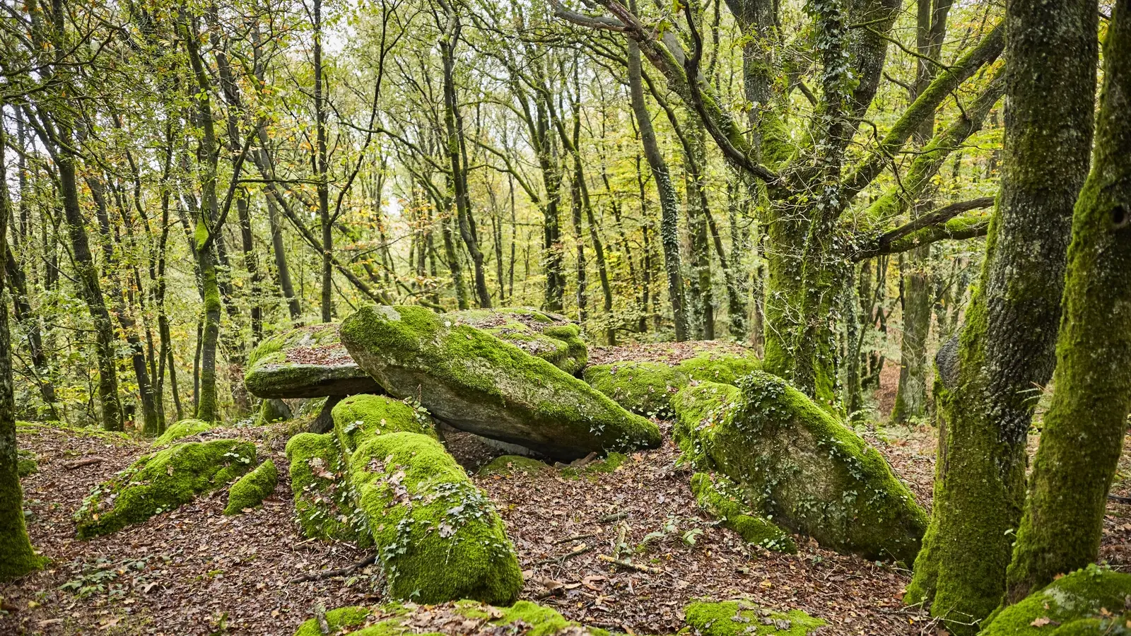 CMC19@alamoureux_MG_7770 @