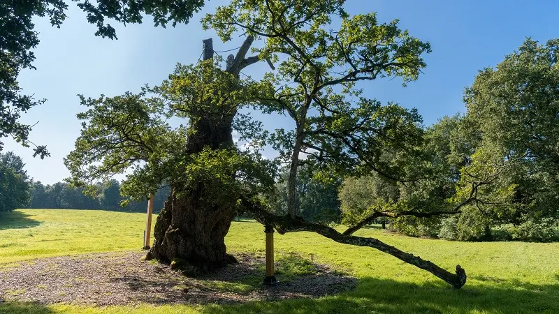 Chêne_Guillotin_Concoret_Brocéliande_Bretagne