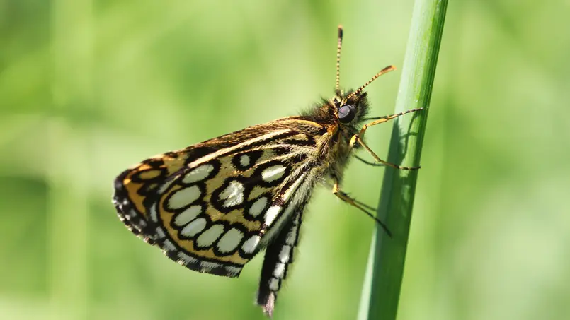 TOURBIERES DE SÉRENT - Papillon