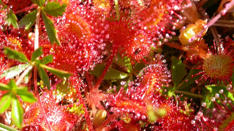 TOURBIERES DE SÉRENT - drosera