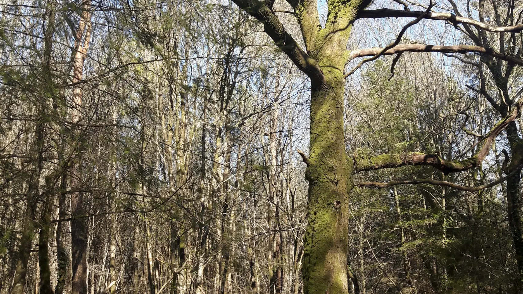 Chêne Bé-Er-Sant (Tombe du Saint)