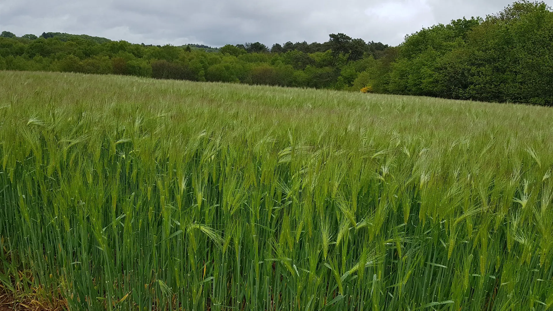 Circuit En Pays Mittau - mai 2021 (14)