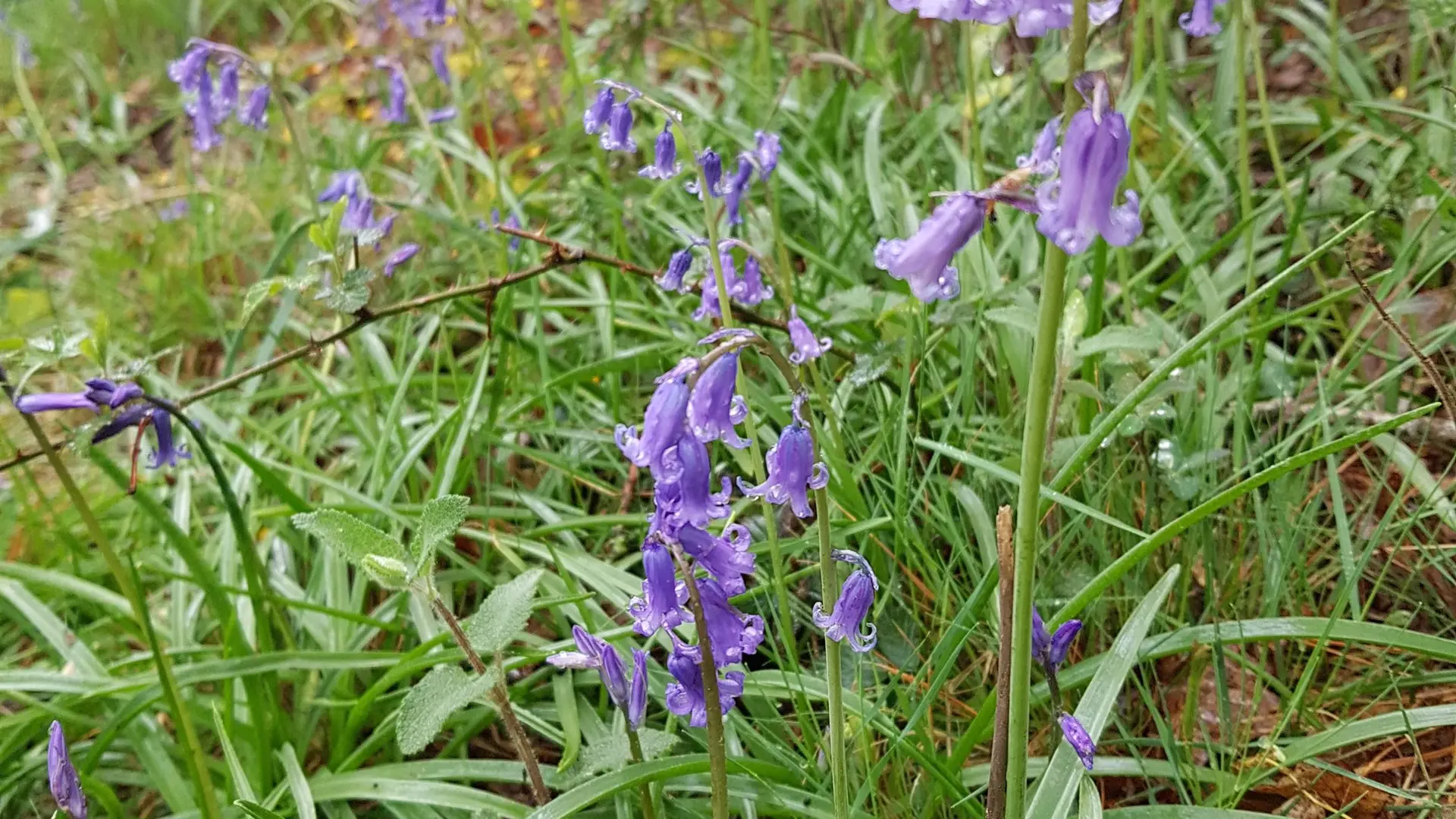 Circuit En Pays Mittau - mai 2021 (10)