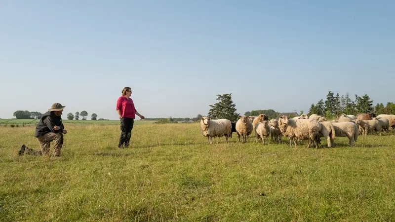 maraicher bio - brebis- Gourhert - Ploërmel