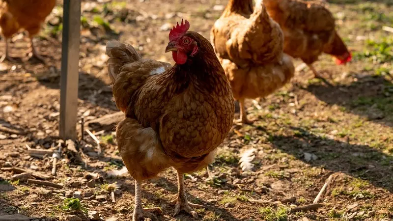 maraicher bio - poules - Gourhert - Ploërmel