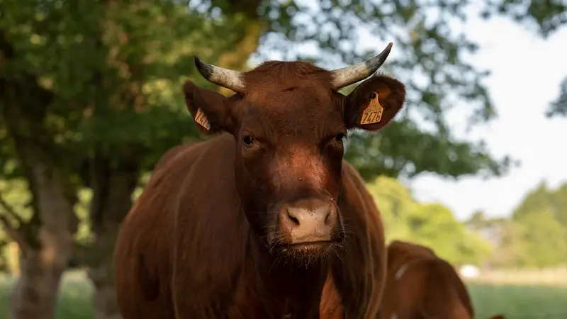 maraicher bio - boeufs - Gourhert - Ploërmel