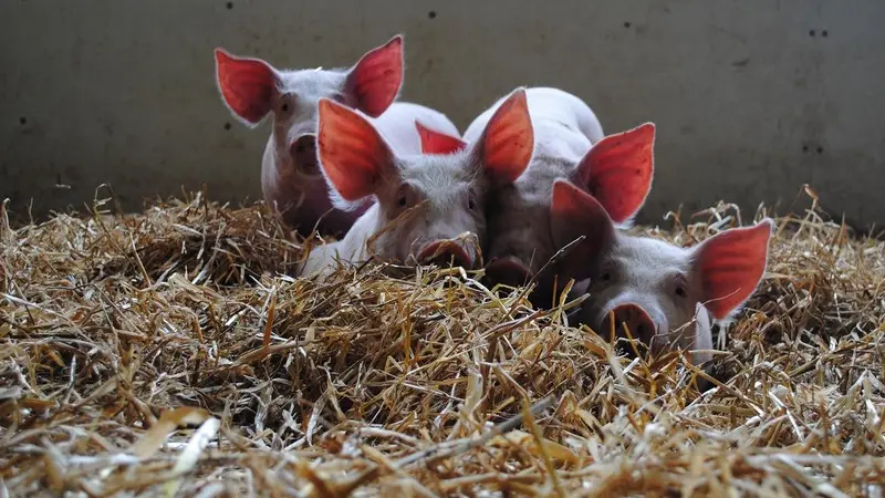 Ferme de Brénature