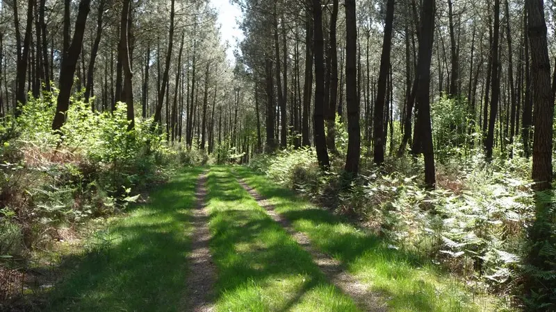 Forêt du Houssa - St Laurent-sur-Oust - Morbihan - Bretagne