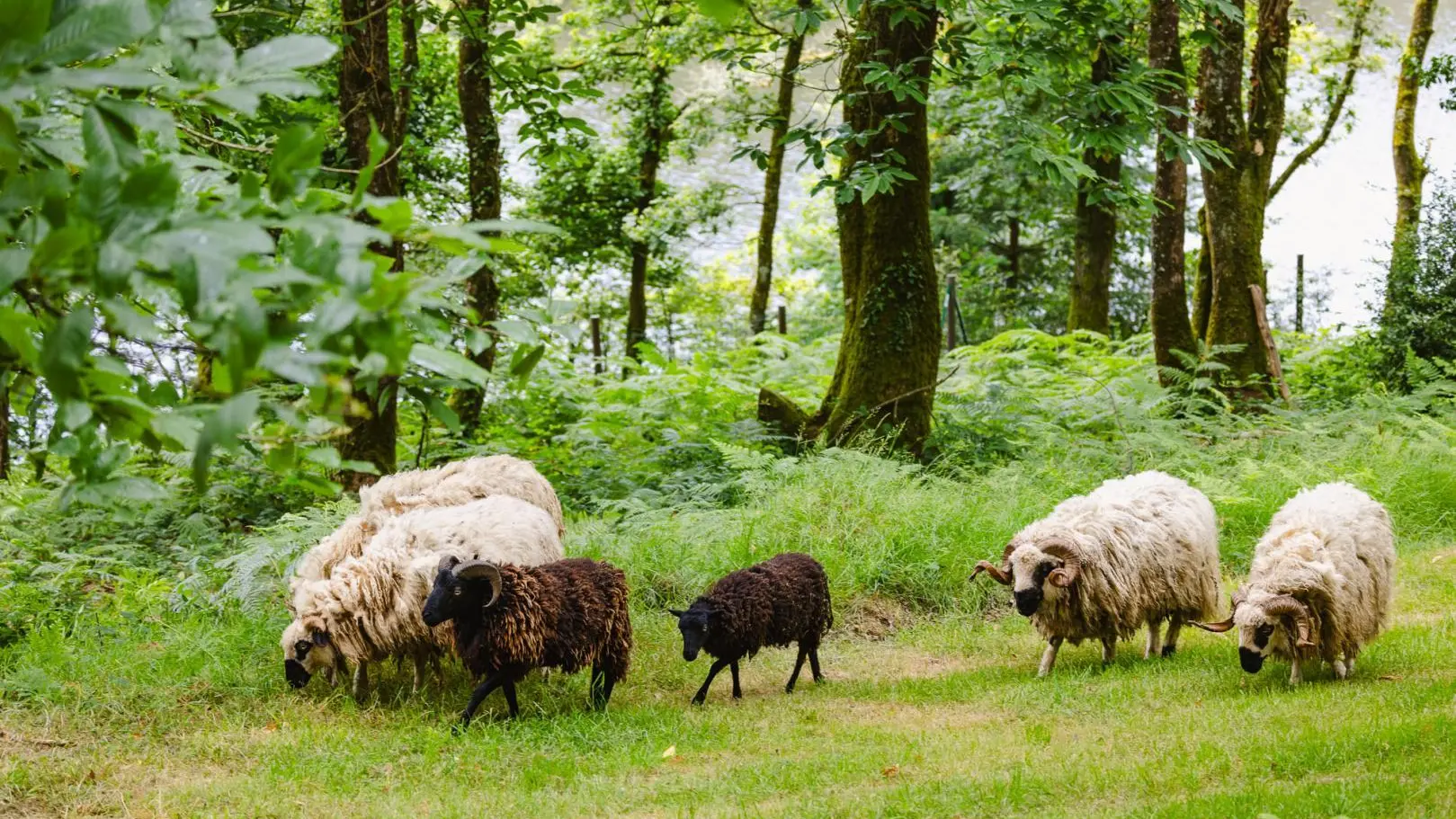 Hébergement insolite Koadou_Cabane Elouan_moutons_Pluméliau-Bieuzy