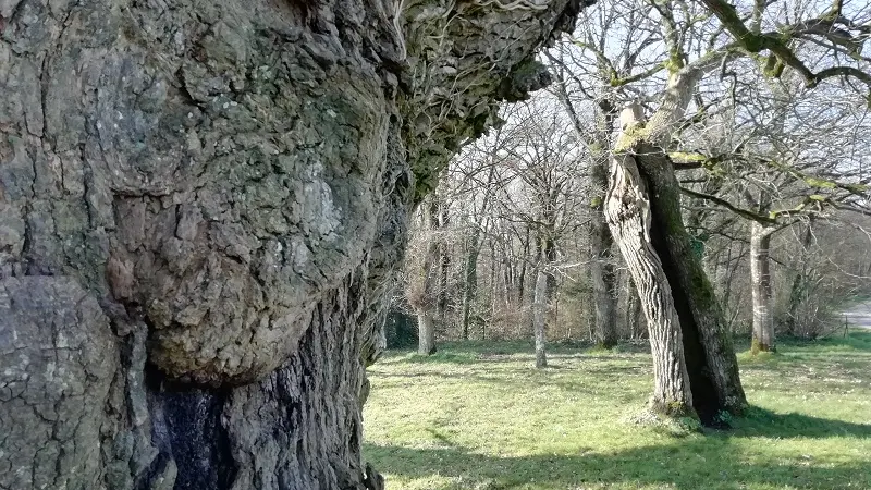 Chênes creux de la Chapelle de Kerméant - Néant sur Yvel