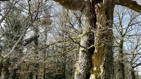 Chênes creux de la Chapelle de Kerméant - Néant sur Yvel