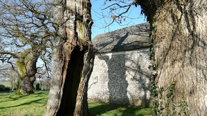 Chênes creux de la Chapelle de Kerméant - Néant sur Yvel