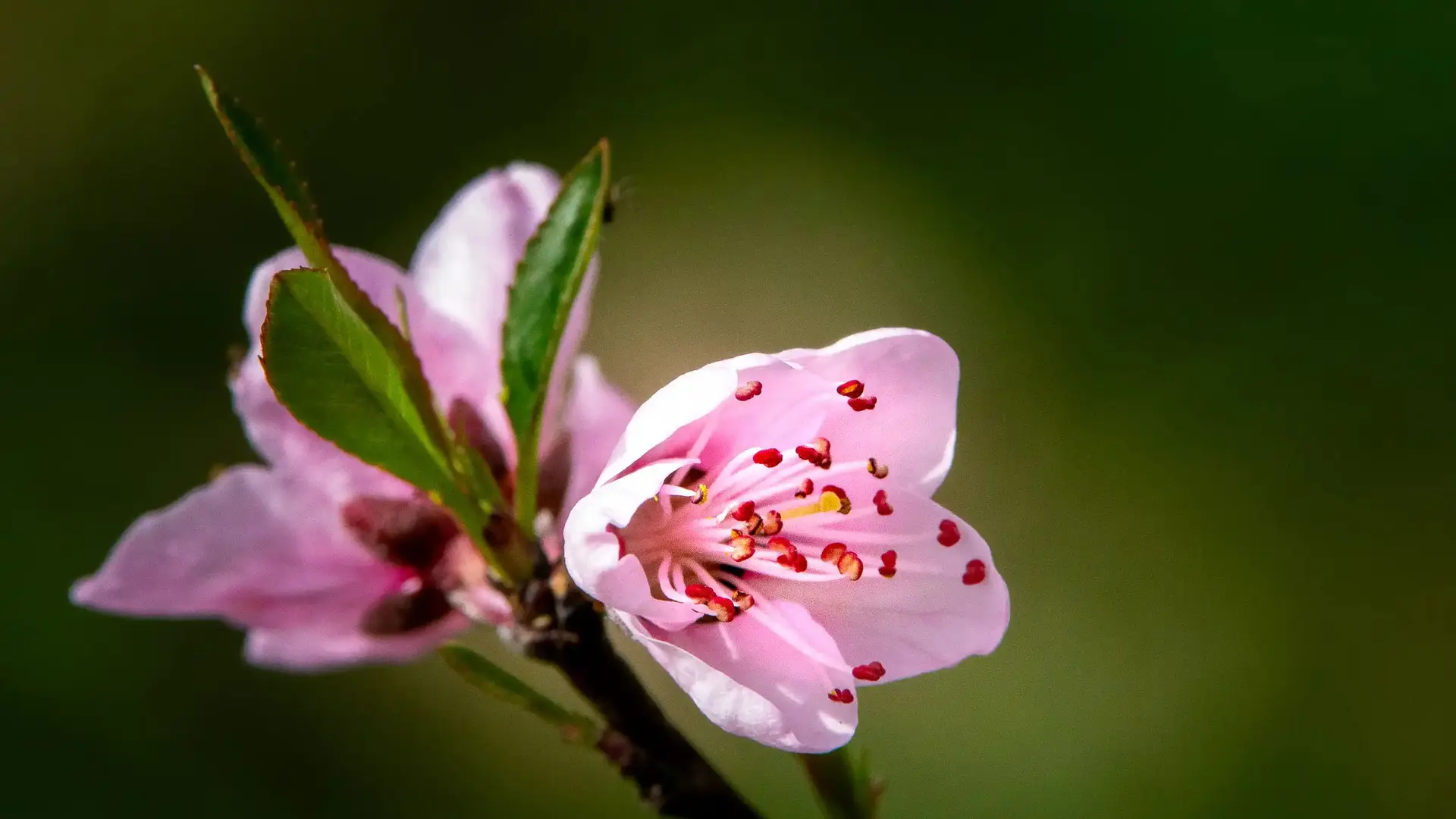 Illustration 2023-25055MT