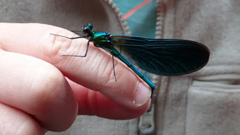 Insectarium de Lizio - Morbihan - Bretagne