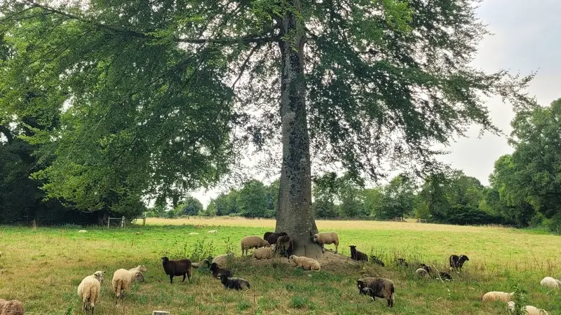 L'ovinière de l'Hêtre - Forges de Lanouée