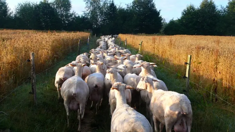 GAEC Lait Berbis du Broutay - La Croix-Helléan