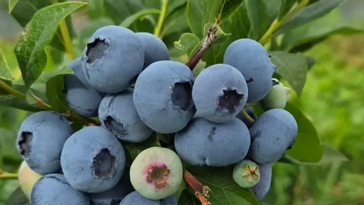 Les Jardins de Soléane_St-Aignan