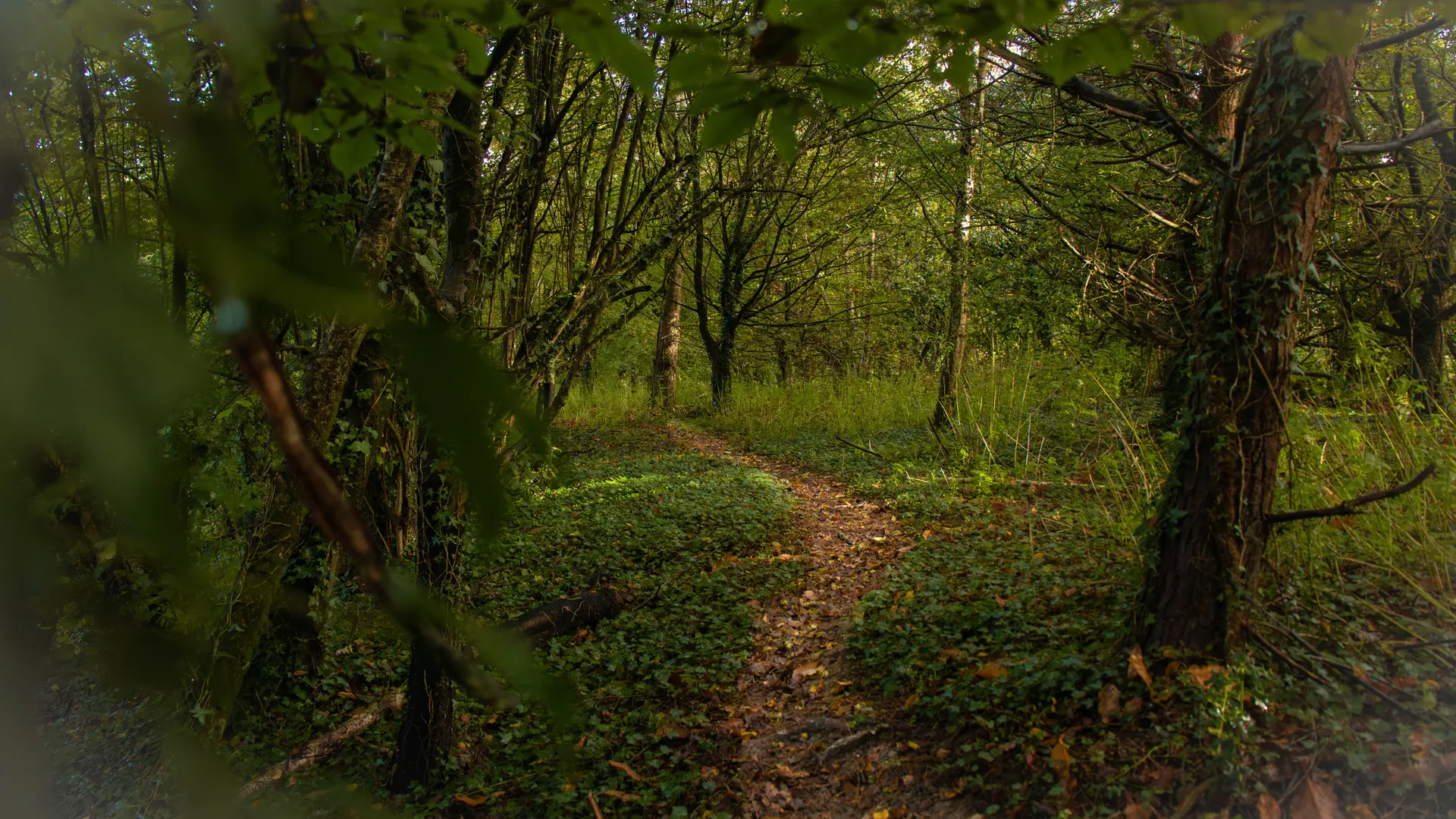 ST-JACUT-LES-PINS - La Butte Des Moulins_madoline bauthamy (48)