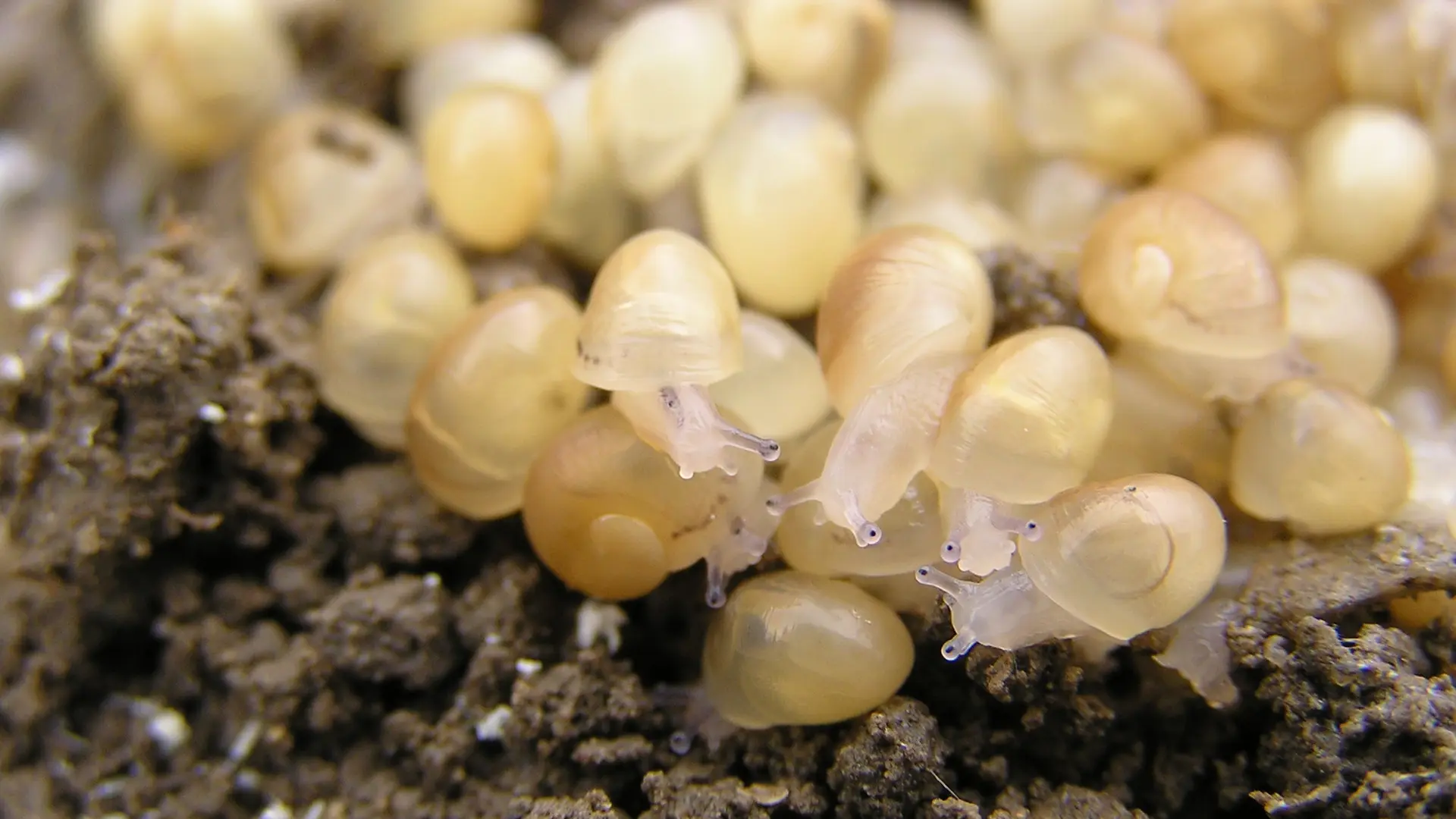 Sainte-Hélène_NaissainsEscargots