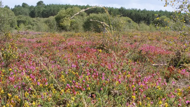 Sérent tourbières de kerfontaine 2