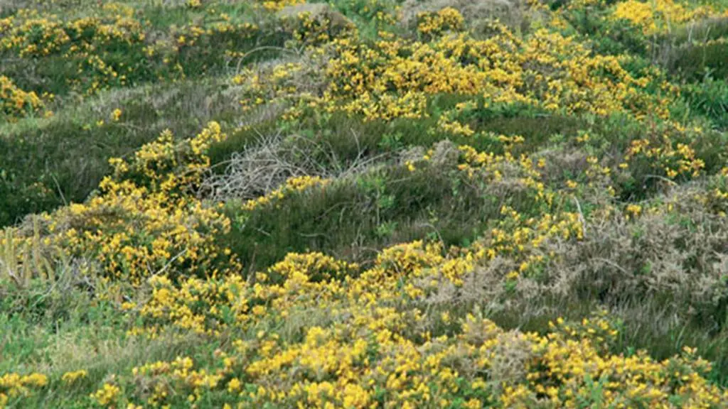 Ajoncs à Quiberon Morbihan Bretagne Sud