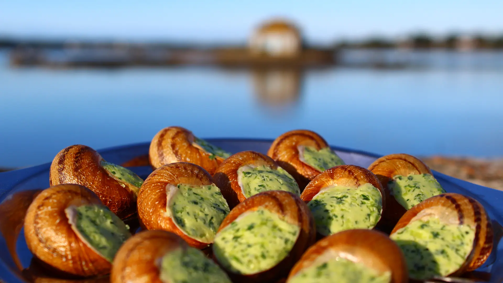 assiette 12 esc. en coquille