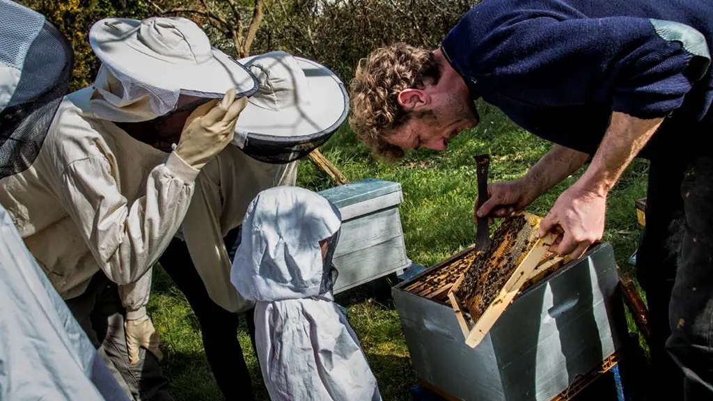 Le rucher de l'abeille noire