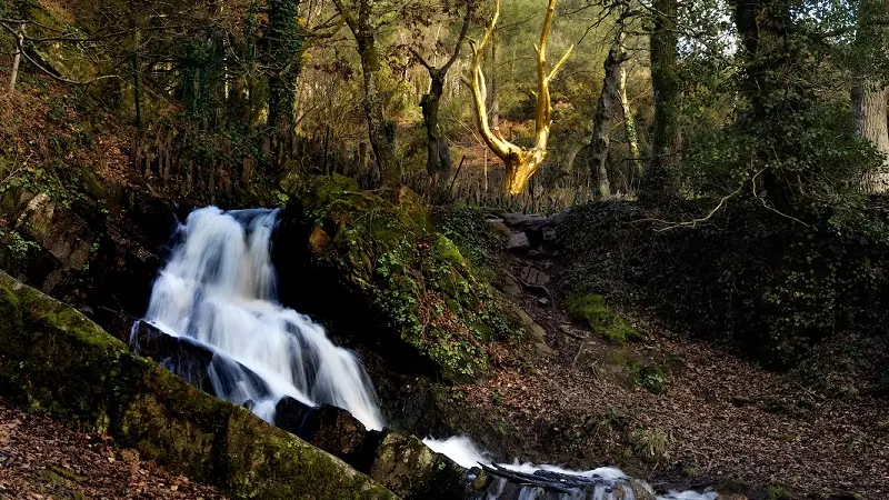 L'Arbre d'Or