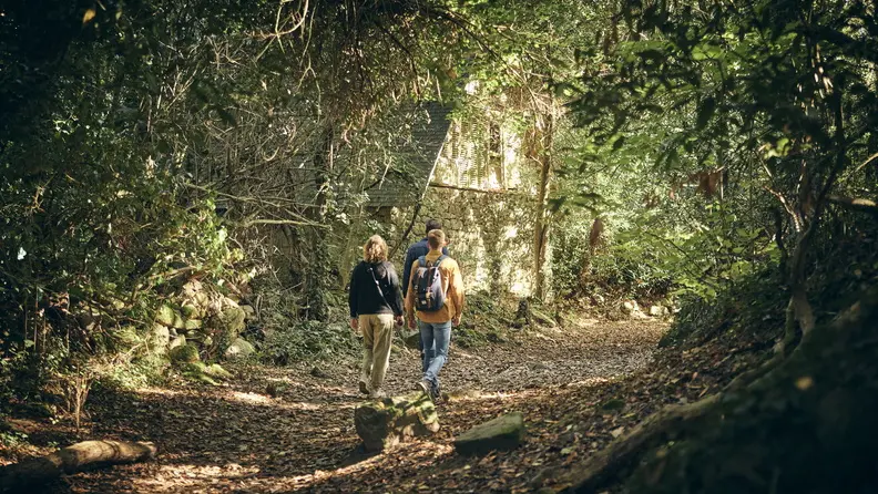 arbres-chemin-cadoudal-locoal-mendon © Alexandre Lamoureux (8)_792x528