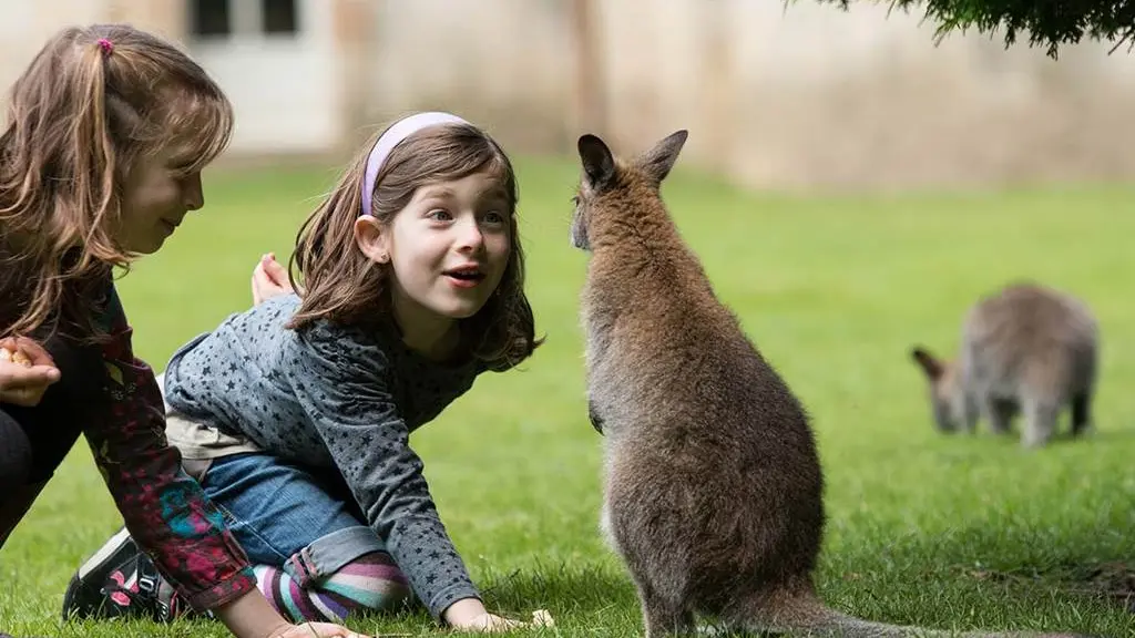 Parc de Branféré - Nourrissage wallabies - Morbihan Bretagne Sud