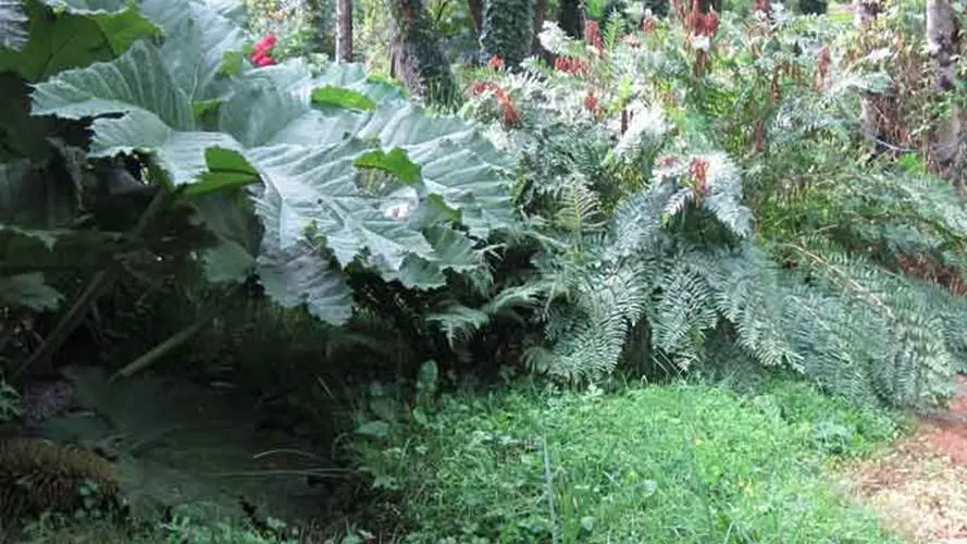 jardin-de-caradec-st-nolff-morbihan-bretagne-sud