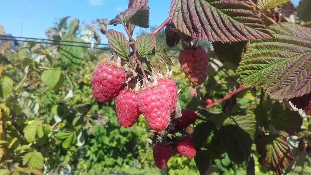 Fruits rouges de Calavret