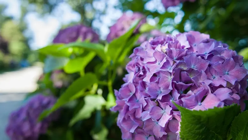 Circuit des hortensias - jardin remarquable - Ploërmel - Morbihan - Bretagne