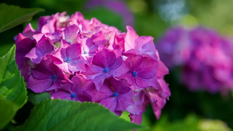 Hortensia boule