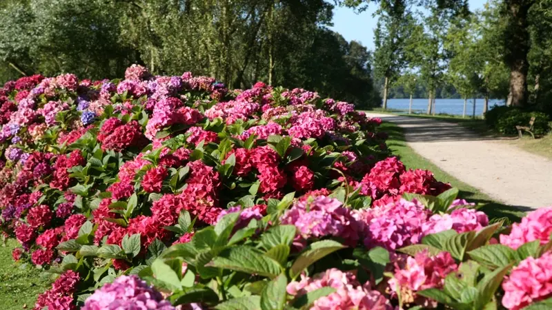 circuit-des-hortensias-Ploërmel-Destination-Brocéliande