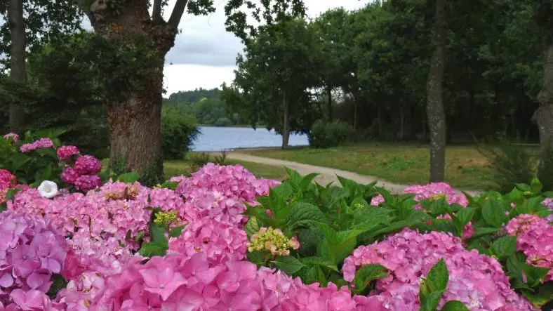 circuit des hortensias - ploermel - brocéliande - bretagne